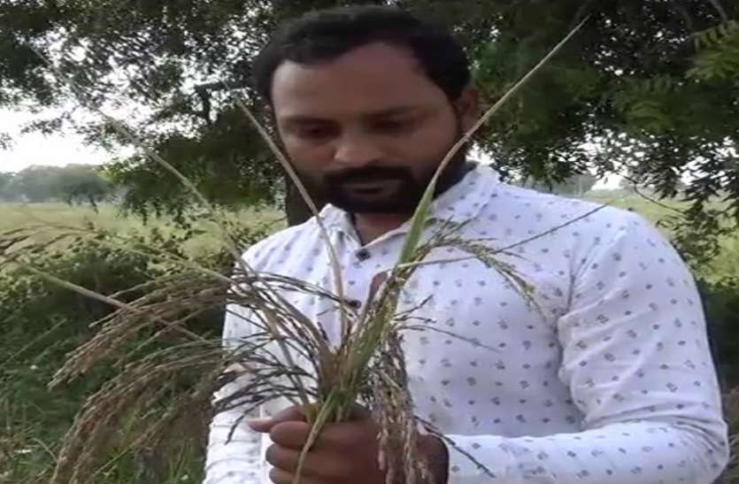 Ahmedabad News : इंजीनियर किसान युवक ने की काले चावल की सफल खेती Ahmedabad News : इंजीनियर किसान युवक ने की काले चावल की सफल खेती