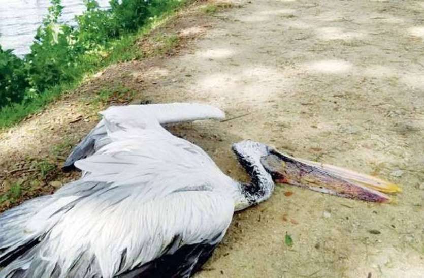 बर्ड फ्लू नहीं फिर भी प्रवासी पक्षियों की मौत बर्ड फ्लू नहीं फिर भी प्रवासी पक्षियों की मौत