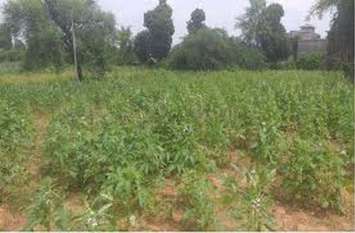 Will be able to assess crop losses at their own level खुद के स्तर पर कर सकेंगे फसल के नुकसान का आकलन