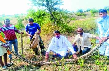 12 feet python found in Padalyakhati village 12 फीट का अजगर पाडल्याखाती गांव में मिला