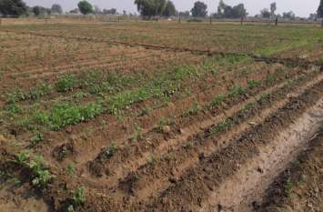 Farmers rake with potatoes, sowing has been halved किसानों की आलू से रुसवाई, आधी रह गई बुवाई