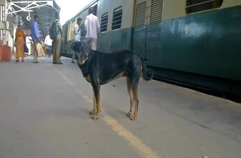 Abandoned Dog Barks At Those who Travel footboard at local trains in Chnenai आवारा कुत्ता