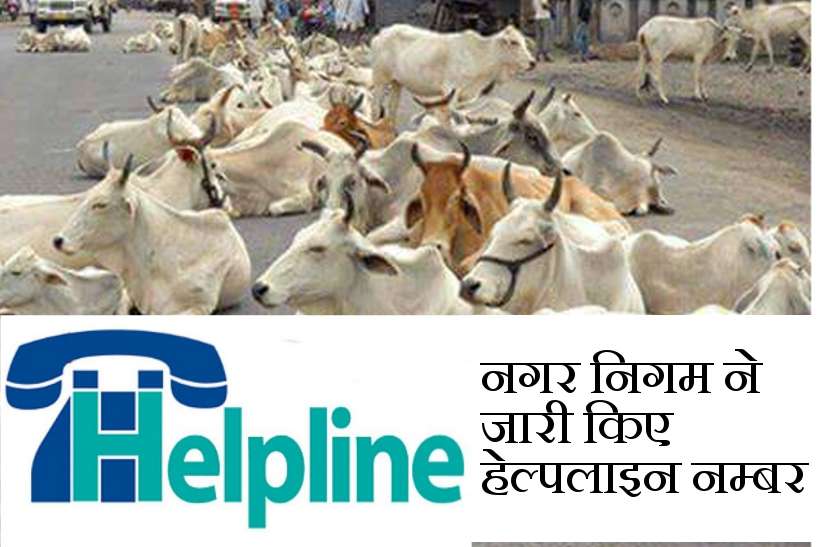 kota Nagar Nigam Helpline Number कोटावासियों के लिए खुशखबरी: सड़कों पर आवारा मवेशी दिखे तो इस नम्बर पर दें सूचना, तत्काल पहुंचेगी टीम