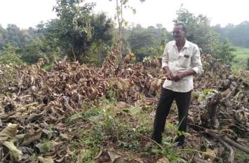 Illegal felling of teak trees सागौन के पेड़ों की अवैध कटाई