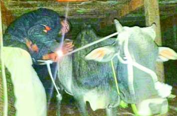 Stones at police for taking action against animal traffickers at night रात के अंधेरे में पशु तस्करों पर कार्रवाई करने गई पुलिस बल पर पथराव, मौके से एक कंटेनर और पांच मवेशी जब्त
