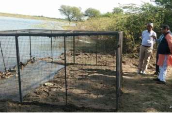 sambhar lake birds death रहस्य बनी सांभर झील में प्रवासी पक्षियों की मौत !