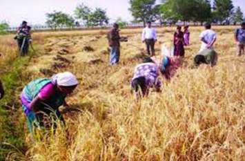 Chhattisgarh congress: Leader of opposition should apologize to farmer BJP के झूठे घोषणा पत्र पर किसानों से माफी मांगें नेता प्रतिपक्ष- कांग्रेस