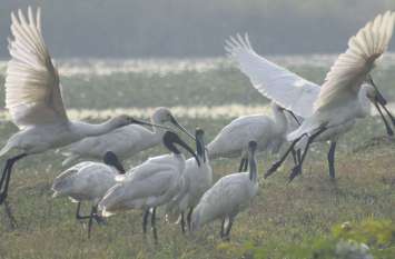 Tweet of migratory birds on the reservoir .... See photos जलाशयों पर प्रवासी पक्षियों का कलरव ....देखें तस्वीरें