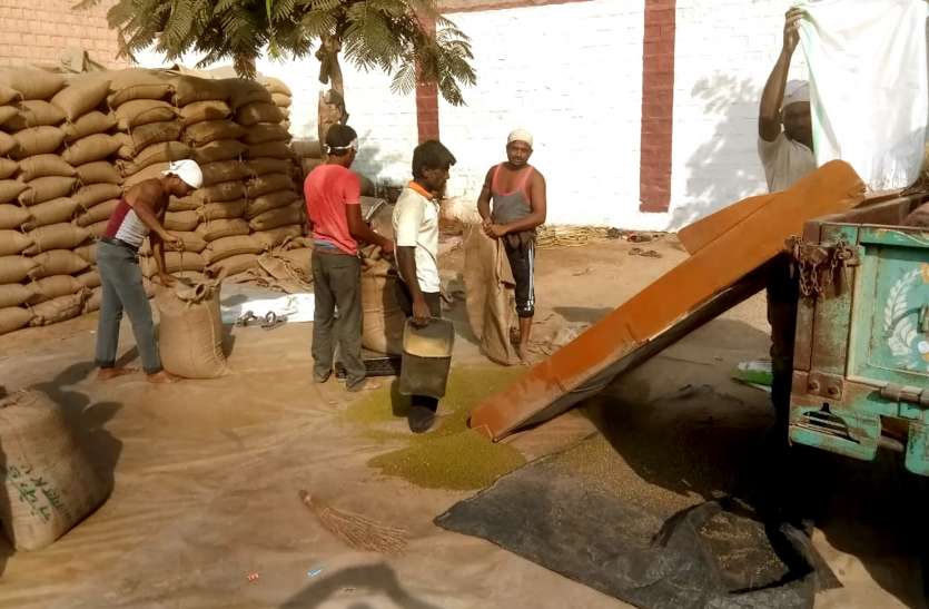 भोपालगढ़ केन्द्र पर 7 करोड़ रुपए की मूंग खरीद भोपालगढ़ केन्द्र पर 7 करोड़ रुपए की मूंग खरीद