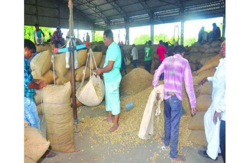 इस कारण से reject हो गई १३० किसानों की groundnut इस कारण से reject हो गई १३० किसानों की groundnut