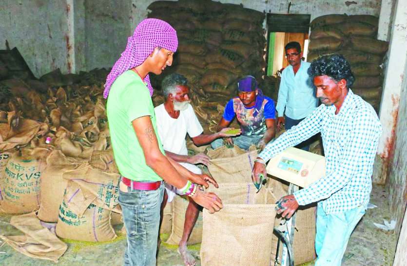 Paddy fragrance, Mandi market, sold up to 2500 Basmati, two trolley goods rejected due to low price धान की खुशबू से महकी मंडी, 2500 तक बिकी बासमती, कम भाव मिलने से दो ट्राली माल रिजेक्ट