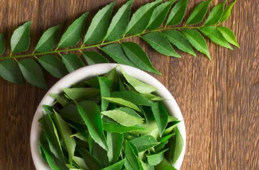 Curry Leaves Health Benefits - करी पत्ती में छिपे हैं ढेरों औषधीय गुण |  Patrika News