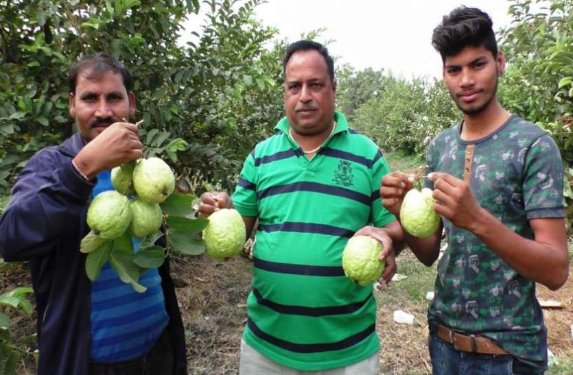 Farmer को भाया Thailand का अमरूद Farmer को भाया Thailand का अमरूद