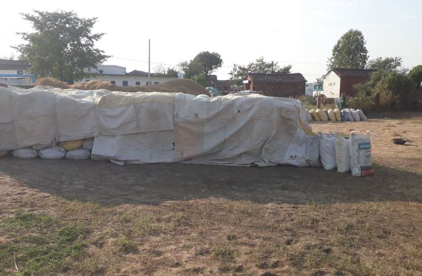 Broken hope due to government purchase, selling paddy from barn सरकारी खरीदी से टूटी उम्मीद, खलिहान से ही बेच रहे धान