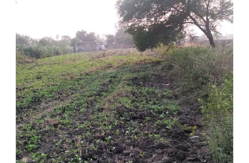 Illegal occupation of government land, colony cut, plot also sold सरकारी जमीन पर अवैध कब्जा किया, कॉलोनी काटी, प्लॉट भी बेच डाले