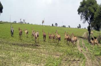 Nilgai is now trampling the fields in herds नीलगाय अब झुंड में रौंद रही है खेतों को