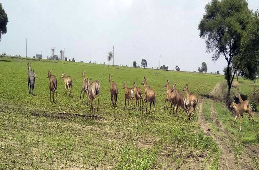 नीलगाय अब झुंड में रौंद रही है खेतों को नीलगाय अब झुंड में रौंद रही है खेतों को