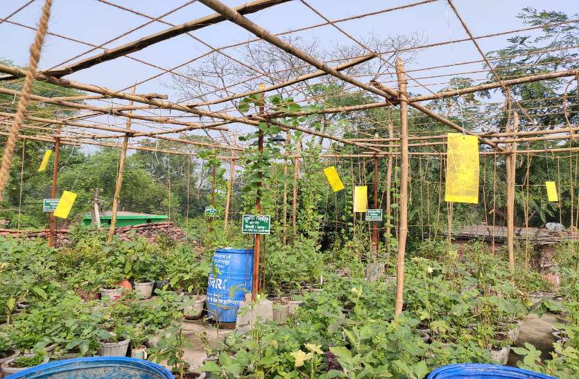 घर की छत पर चार सौ गमलों में लहलहा रही सब्जी की फसल घर की छत पर चार सौ गमलों में लहलहा रही सब्जी की फसल