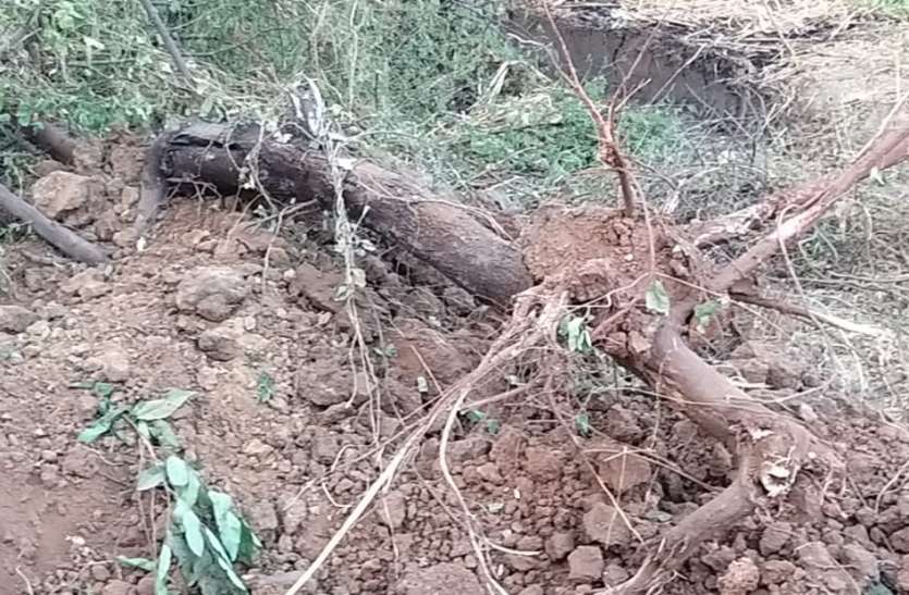 पत्रिका सरोकार - एक दो फुट जमीन बढ़ाने के चक्कर में बरसों पुराने पेड़ों का कत्लेआम # पत्रिका सरोकार - एक दो फुट जमीन बढ़ाने के चक्कर में बरसों पुराने पेड़ों का कत्लेआम