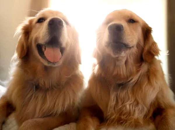 dogos.jpg