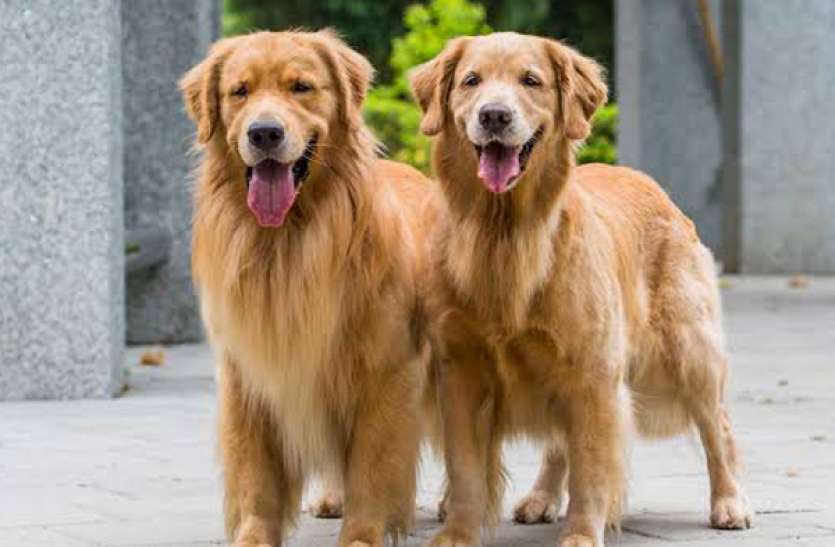 dogs-1.jpg इन 2 रिट्रीवर डॉग्स की करनी है देखरेख, 29 लाख रुपये मिलेगी सैलरी