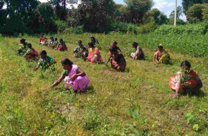women working fruit farms indiaக்கான பட முடிவுகள்