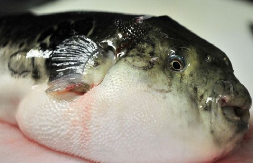 fish1.png