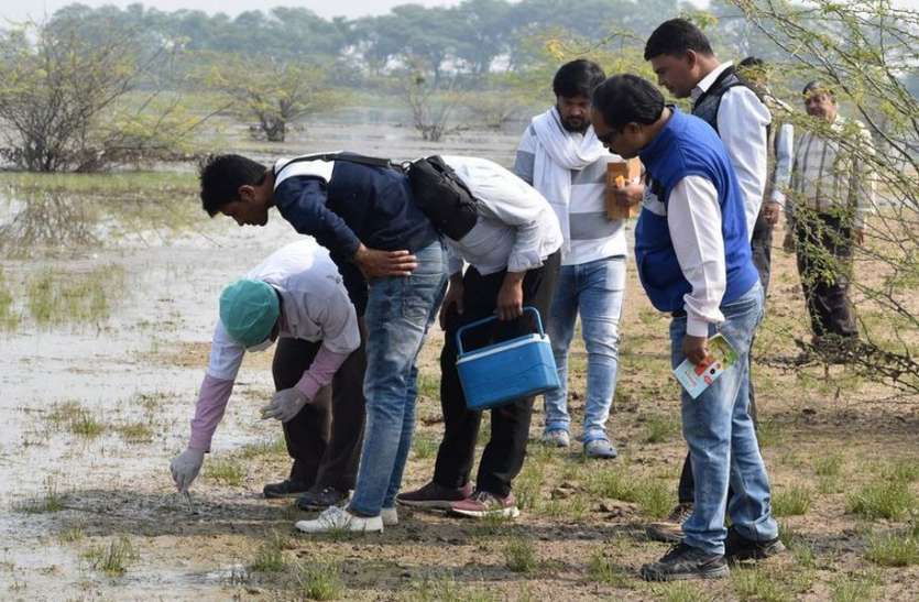 बार हेडेड गूज की मौत से सकते में वन विभाग बार हेडेड गूज की मौत से सकते में वन विभाग