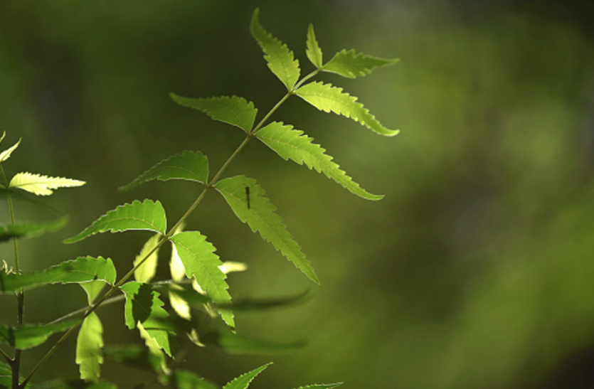Neem Leaf Powder helps to control diabetic symptoms डायबिटीज भी दूर करता है नीम, ऐसे करें प्रयोग