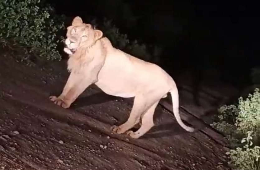 patrika कानड़ के इस तालाब पर रोज पानी पीने आता है शेर