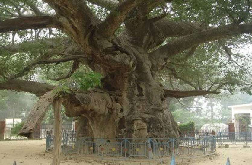 2 हजार साल पुराने जुड़वां कल्पवृक्ष धराशायी होने के कगार पर जुड़वां कल्पवृक्ष धराशायी होने के कगार पर