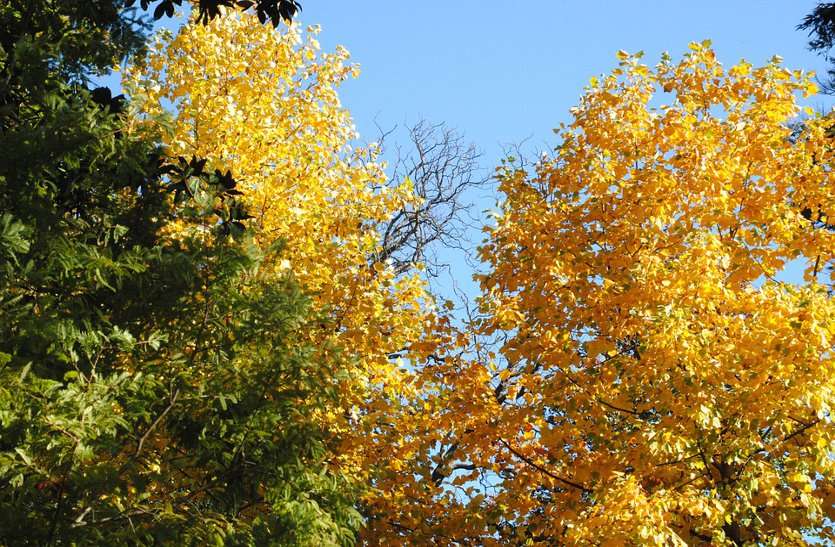 Tree plants have special importance in our life.