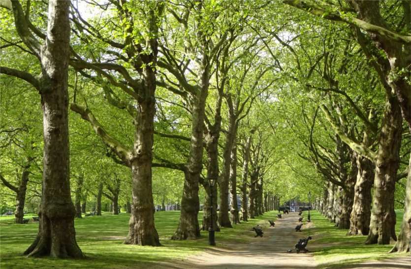 Tree plants have special importance in our life. इन पौधों के बारे में जानकर हैरान रह जाएंगे, मप्र में है इनका भंडार...