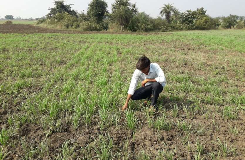 Wheat Gram Crop Standing In Farmer S Fields Drying Up Due To Unknown