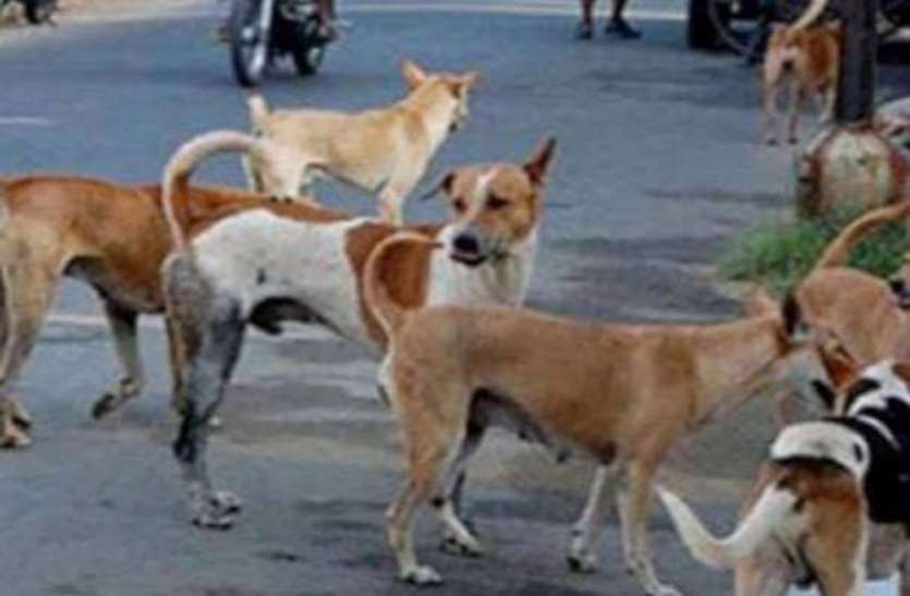 Bahraich Stray Dogs क त त क झ ड न क य ऐस क म द खकर आप लग ग डर स क पन Patrika News