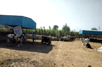 case filed after the death of a cow Video: गौशाला में हुई गाय की मौत, समीम के खिलाफ मुकदमा दर्ज