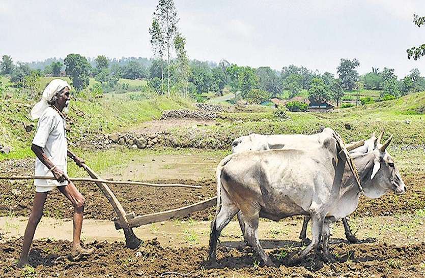56 Thousand Farmers Waiting For Kisan Samman Nidhi - 56 हजार किसानों को किसान सम्मान निधि का इंतजार | Patrika News
