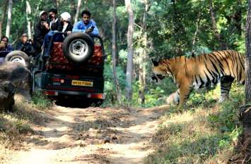 Tourist lovers will visit Tiger Reserve to visit Tiger Reserve वन विभाग की अभिनव पहल: अब पन्ना टाइगर रिजर्व का भ्रमण कर पर्यटन प्रेमी देंगे बाघ संरक्षण पर अपनी राय