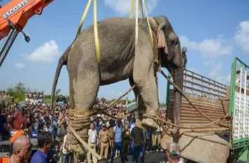 Assam's elephants are becoming dreadful, taken 359 lives in 4 year असम के हाथी बनते जा रहे हैं खूंखार, 4 साल में ले चुके हैं 359 जानें