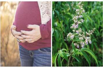 If You Have A Problem In conceiving baby, Nirgundi is Beneficial प्रेगनेंसी में आ रही दिक्कत या हो पेट की कोई बीमारी, निर्गुण्डी के सेवन से होंगे ये 10 फायदे
