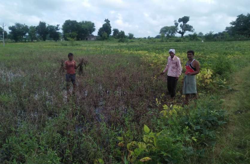 kisano ko mulegaa muaabja किसानो को मिलेगी नुकसान की २५ प्रतिशत राशि