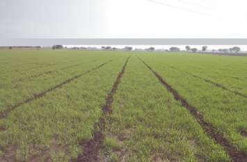 Due to the onset of cold, the color of crops started spreading ठंड शुरू होने से फसलों में छाने लगी रंगत