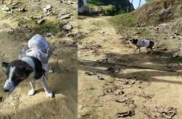 You will be stunned by the example of this dog's loyalty इस कुत्ते की स्वामीभक्ति की मिसाल सुन कर दंग रह जाएंगे आप