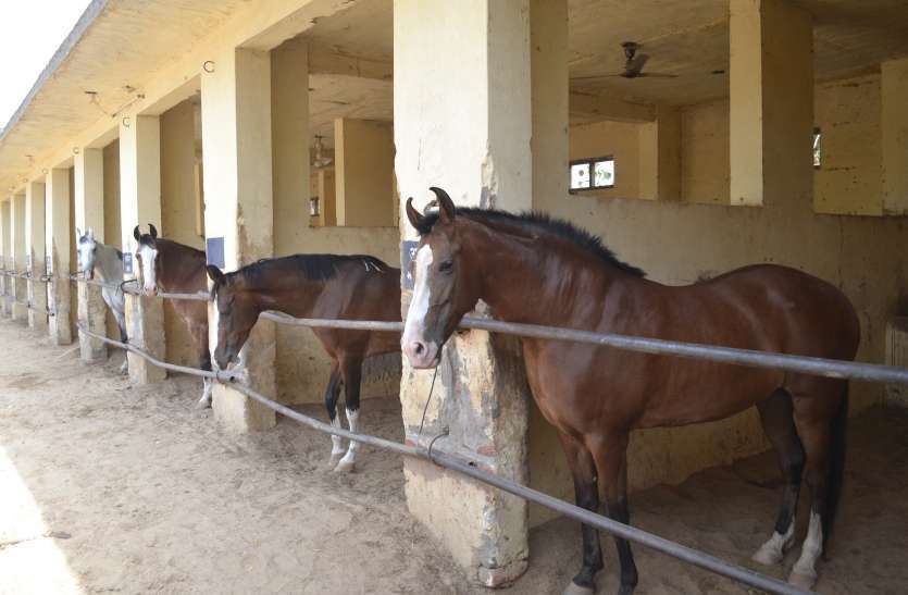अलवर : घोड़ों में खतरनाक रोग की दस्तक...मौत की नींद सुलाया...हड़कंप अलवर : घोड़ों में खतरनाक रोग की दस्तक...मौत की नींद सुलाया...हड़कंप