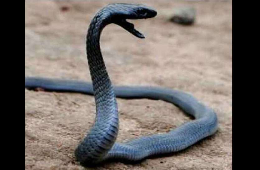 Snake bite Case