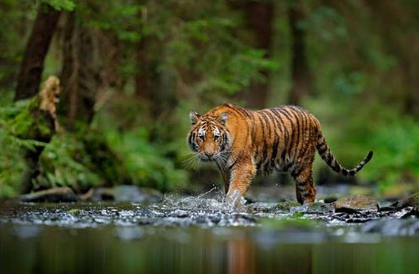 Tiger reserve कुंभलगढ़ टाइगर रिजर्व का दुबारा प्रस्ताव तैयार, कुछ संशोधन के साथ भेजा जाएगा