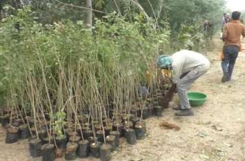 Forest Department plants trees before inspection पौधरोपण में जाँच से पहले वन विभाग के अधिकारीयों ने फिर कराया पौधरोपण