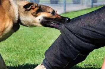 Terror of dogs in the city, children are being targeted every day शहर में कुत्तों का आतंक, हर दिन बच्चों को बना रहे निशाना
