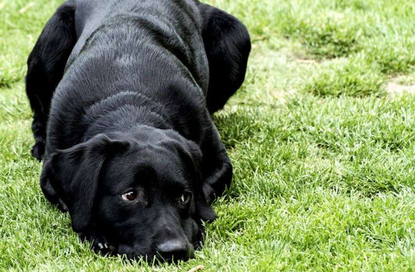 डॉगी घुमाता रहा रिवर्स गियर में कार डॉगी घुमाता रहा रिवर्स गियर में कार
