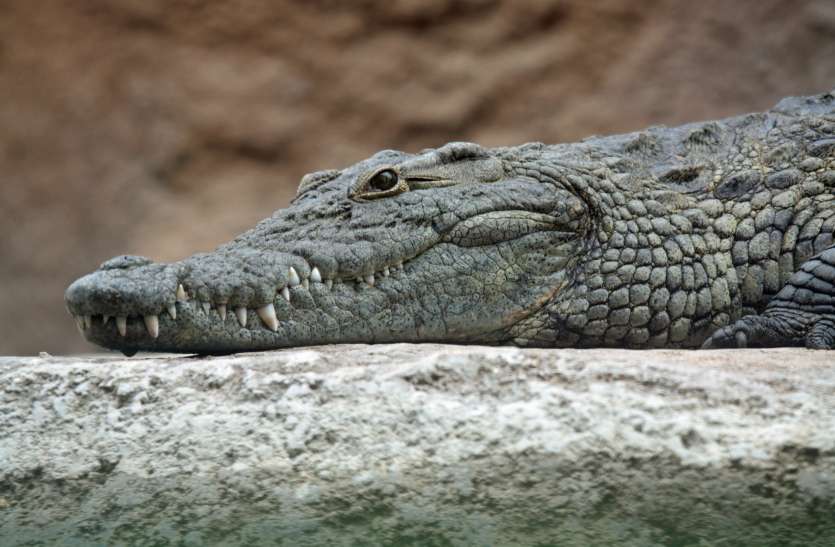 nile_crocodile_head.jpg खुले में घूम रहा था 12 फीट लंबा मगरमच्छ, पकड़ने की कोशिश में लगे रहे लोग और फिर ये हुआ..
